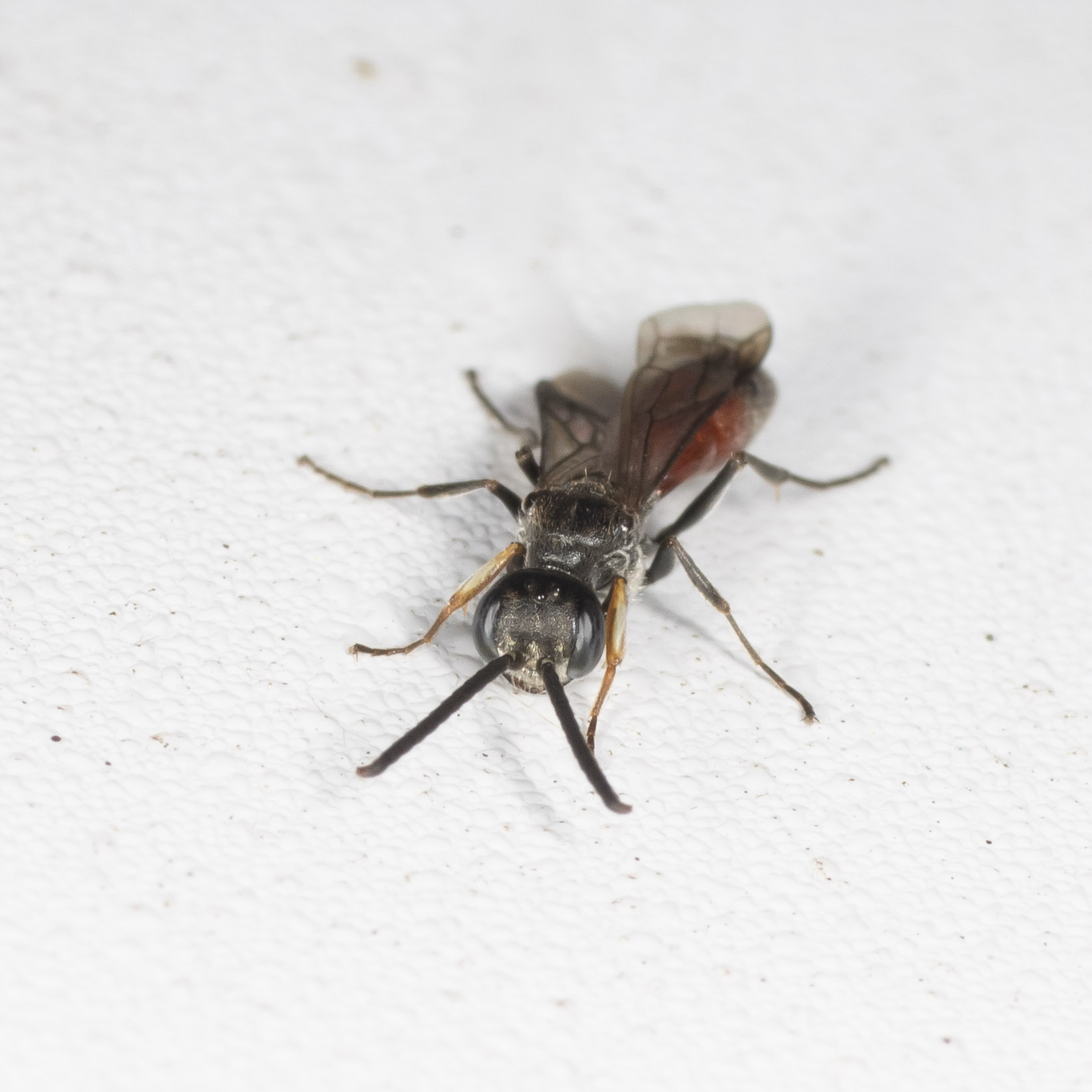 Crabronidae: maschio di Didineis wuestneii